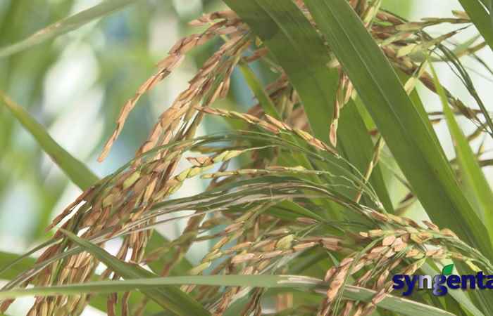Syngenta và tôi: Tilt Super đồng hành cùng nhà nông trong nâng cao chất lượng hạt lúa (23-08-2022)